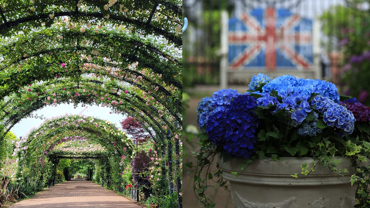 Yokohama English Garden｜A tour of seasonal gardens decorated with roses and hydrangeas