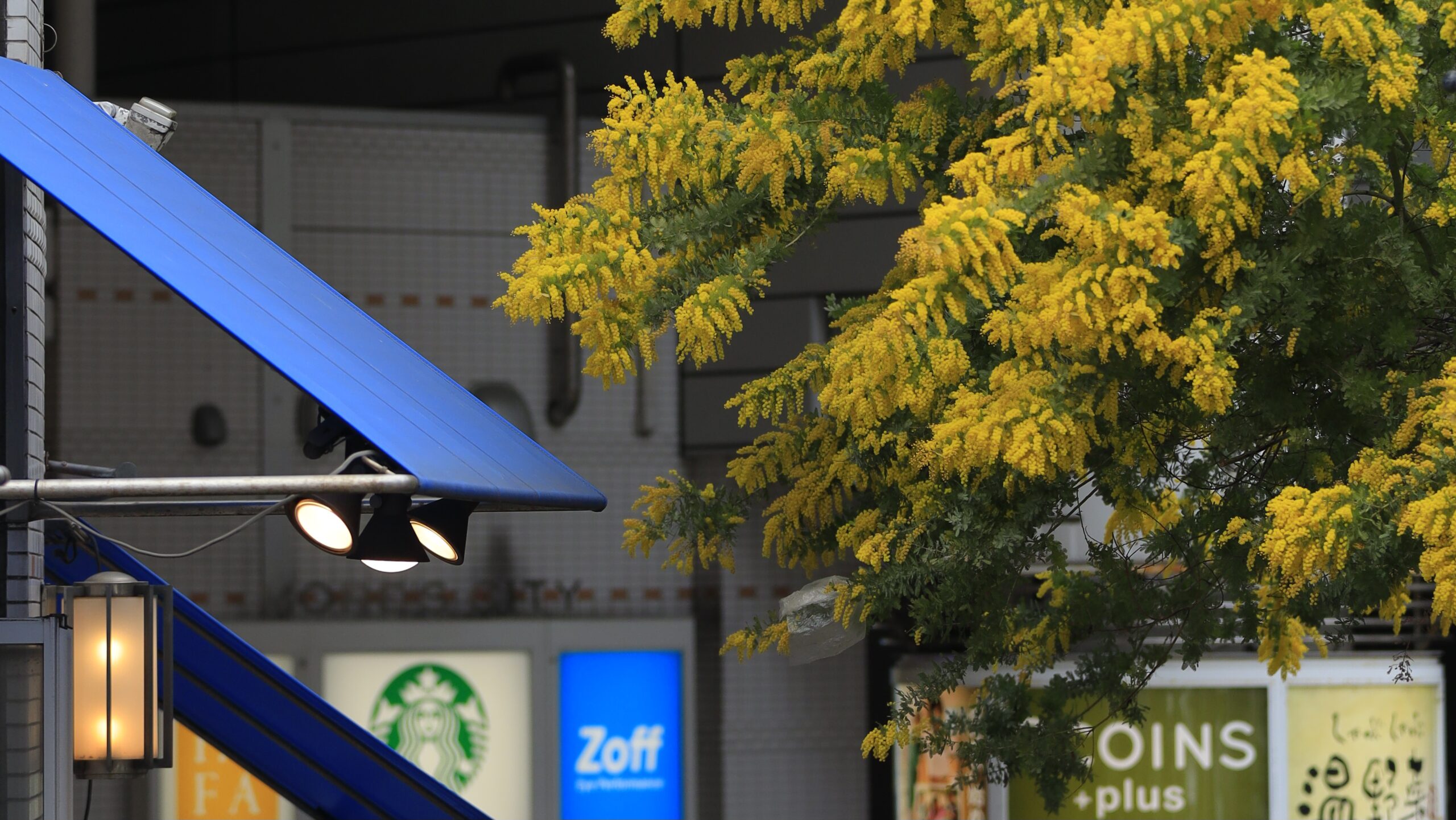 横須賀中央駅周辺｜駅前を彩るミモザの春スナップ