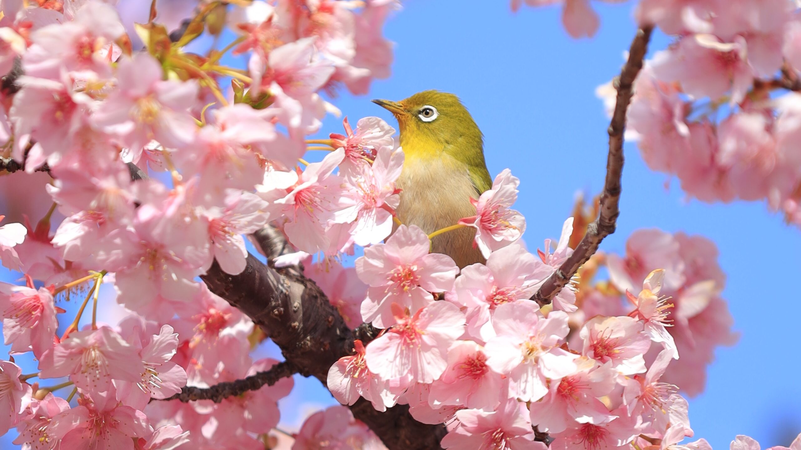 横須賀美術館の桜とメジロ