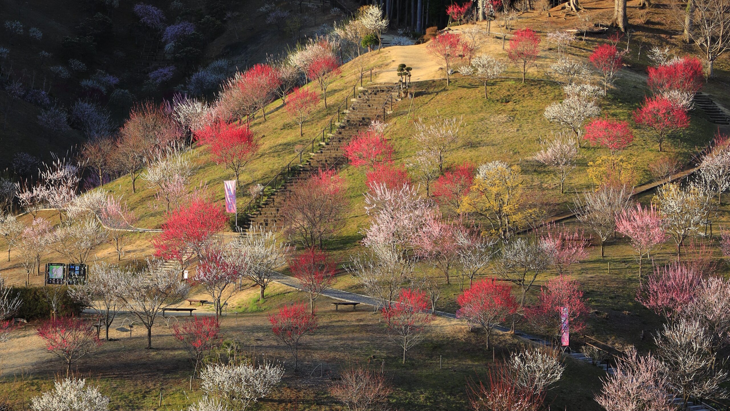 吉野梅郷｜山の斜面に広がる梅の名所と絶景梅林